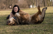 BOJAR nejspíše kříženec kavkazský pastevecký pes a německý ovčák